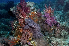 Raja Ampat 2016 - Corail - IMG_4463_rc